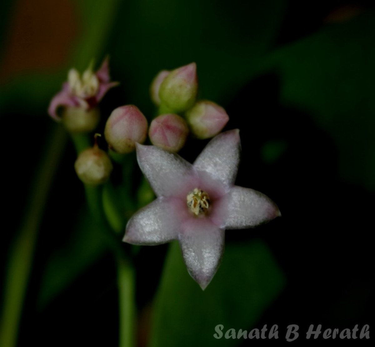 Ardisia willisii Mez